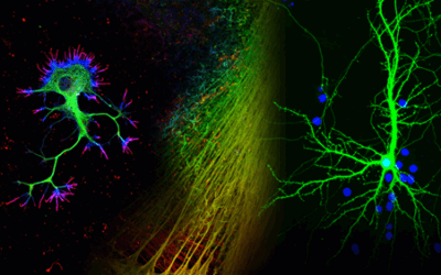 Tinción Histológica: 5 Secretos del Laboratorio